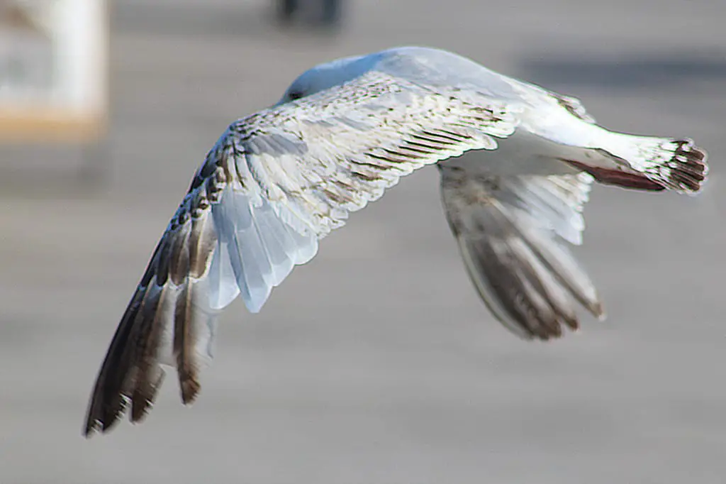 What is Composition in Photography? Seagull in flight, frozen action.