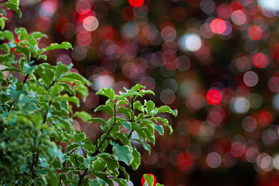 What is Aperture in Photography? Bright green bush against a blurred bokeh background of red and white Christmas tree lights.