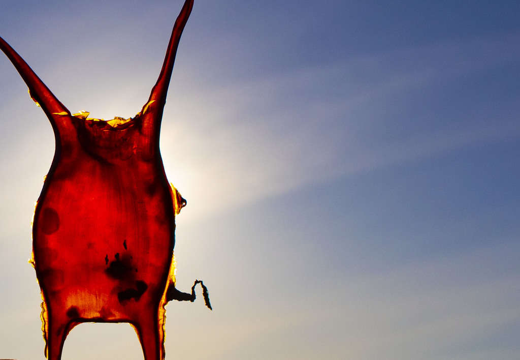 What is Composition in Photography? Backlit Mermaid's purse against a blue sky.