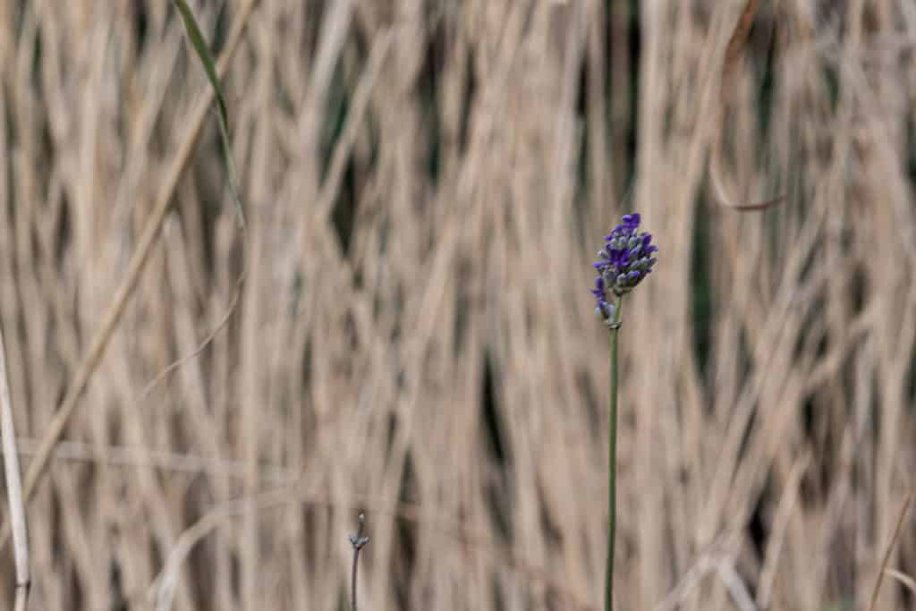 What is Composition in Photography? Single purple flower against a messy background of tall yellow reeds.