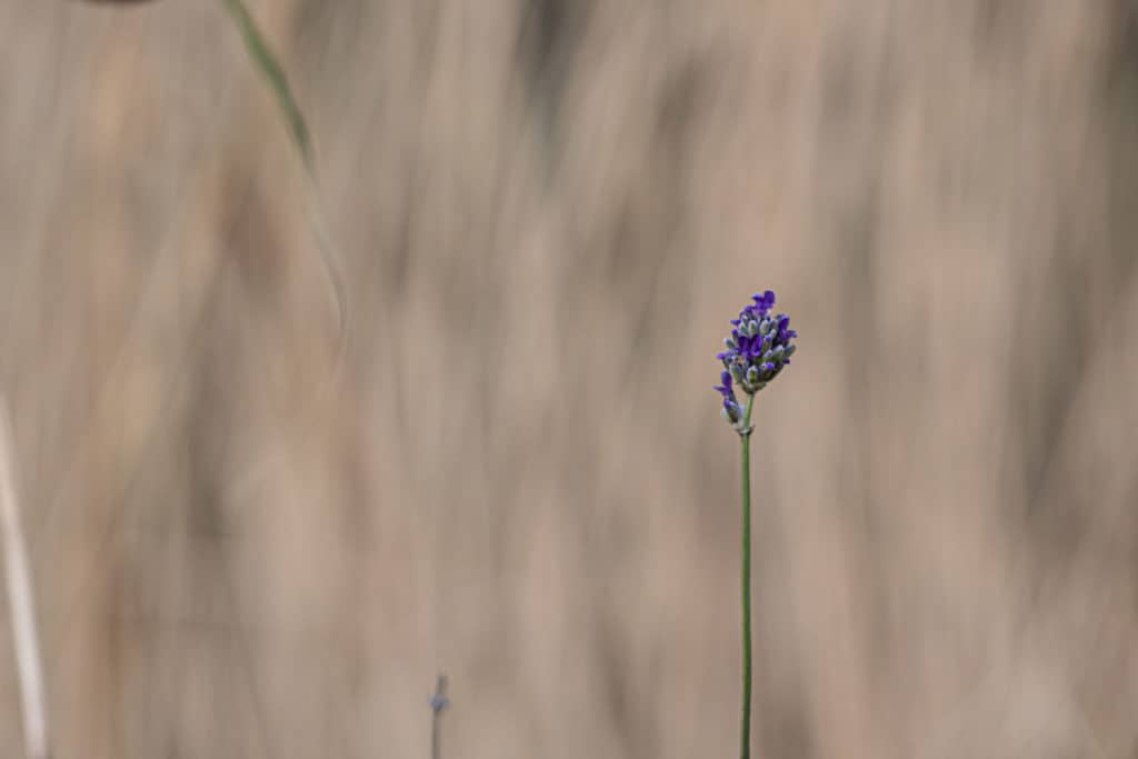 What is Composition in Photography? Single purple flower against a blurred background of tall yellow reeds.