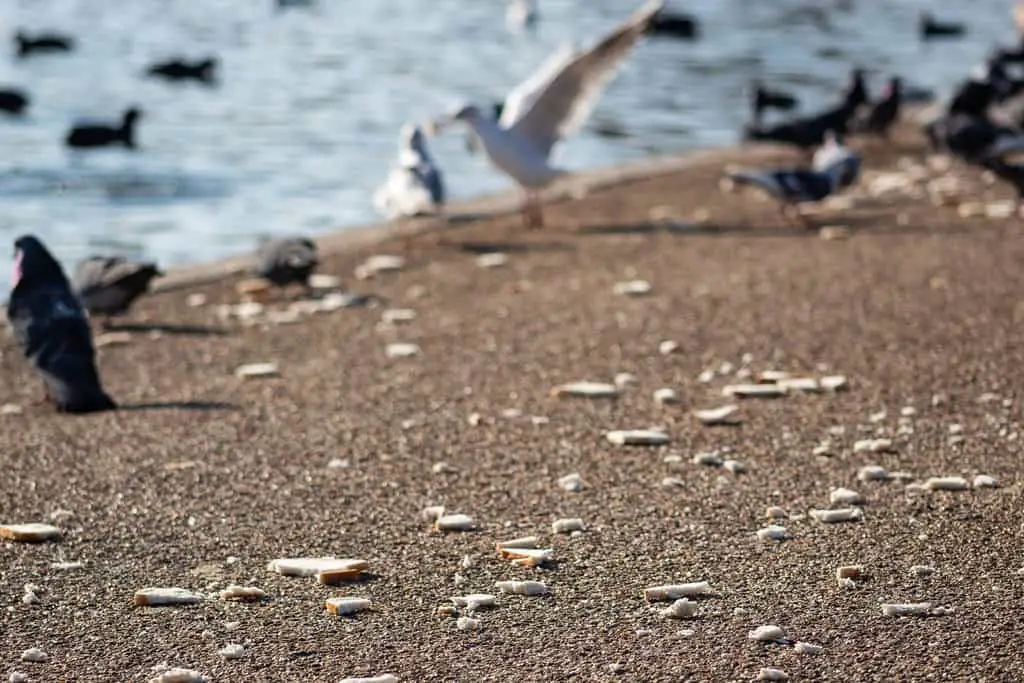 What is Composition in Photography? Scattered bread pieces next to a pond with blurred birds in the background.
