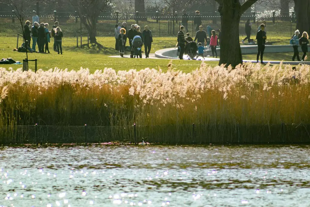What is Composition in Photography? Wetland lake fringed with tall backlit reeds in a busy urban park.