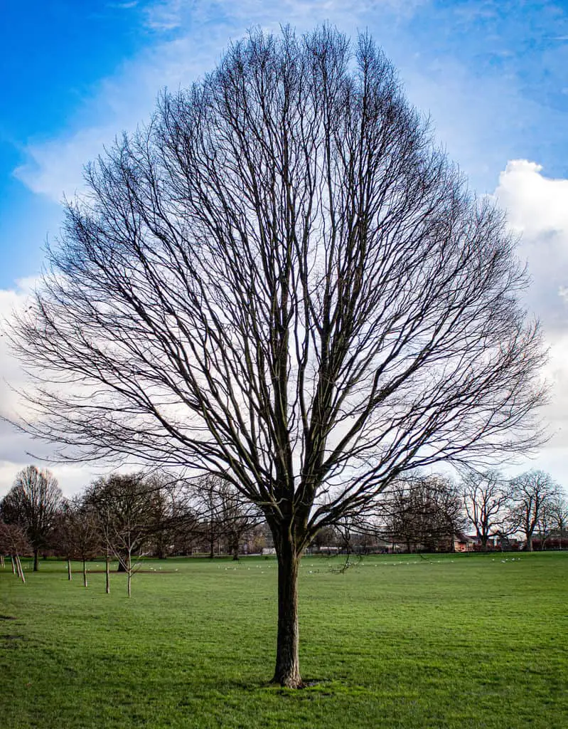 What is Composition in Photography? Symmetrical tree set dead centre in a green grass field with a blue sky background.