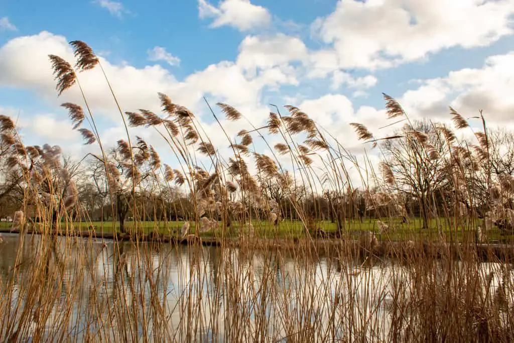 What is the exposure triangle? Deep depth of field. Reeds by a lake, blue sky.