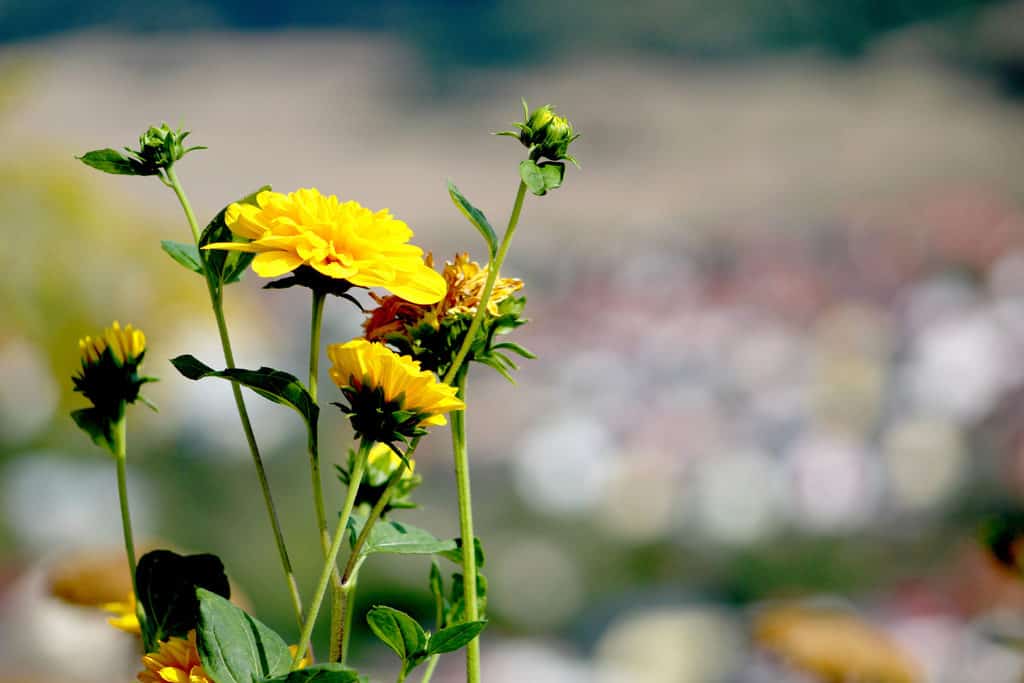 What is the exposure triangle? Shallow depth of field, flowers on a high hillside.