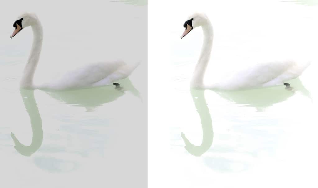 How to Use The in-Camera Light Meter. Underexposed high-key photo of a swan.