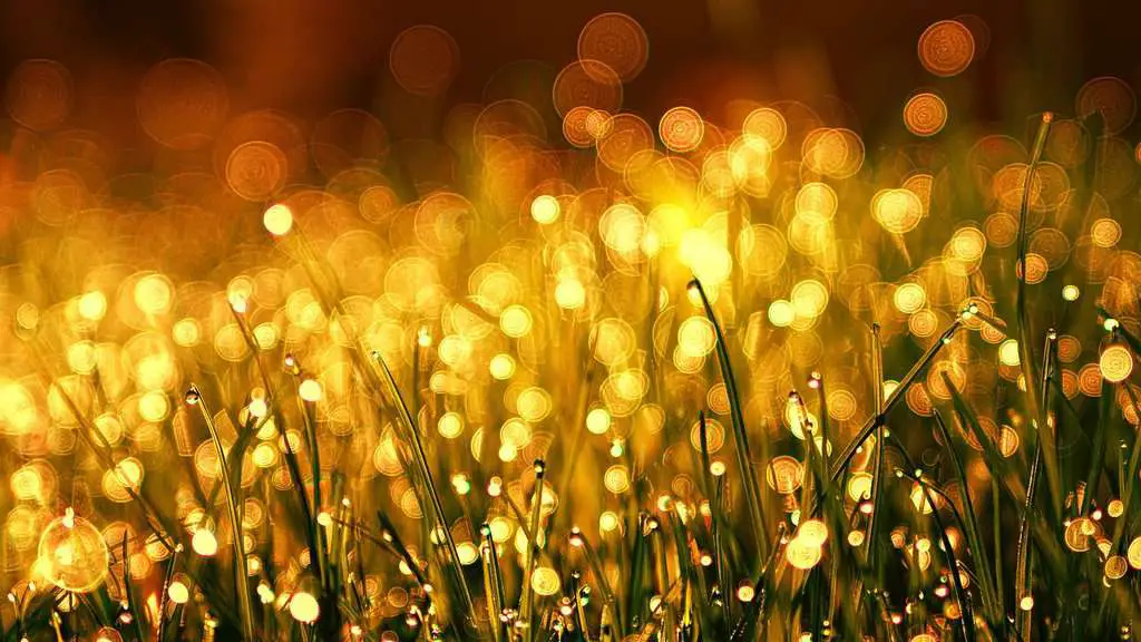What is The Golden Hour in Photography? Golden bokeh with large aperture opening.