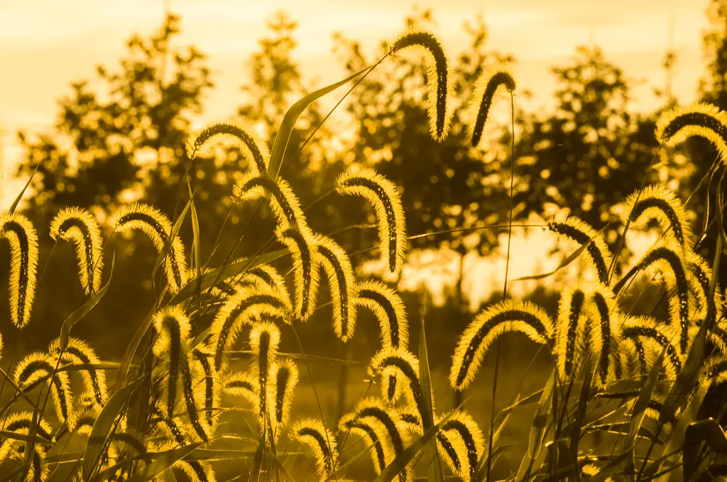 What is The Golden Hour in Photography? Golden halo around grass seed heads.
