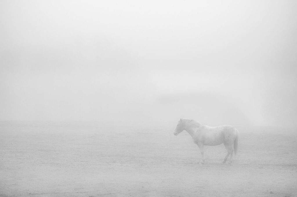 How to Take High Key Photos! Outdoor photo, horse in a foggy field.