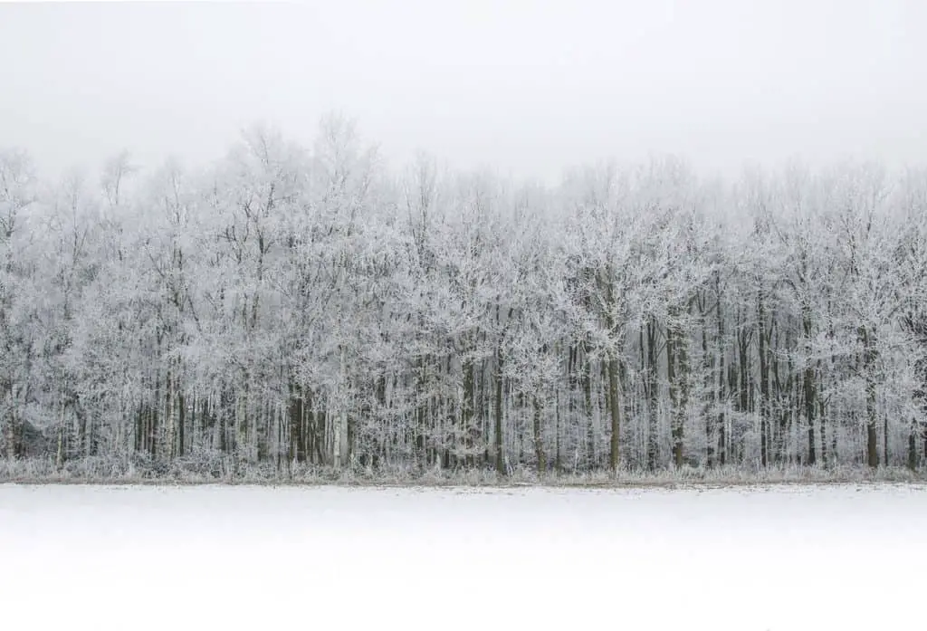 How to Take High Key Photos! White forest snowscape.