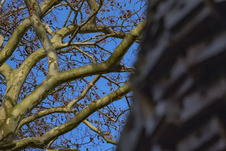 sådan sløres forgrunden med en DSLR! Ekstrem forgrundssløring, trægren baggrund.