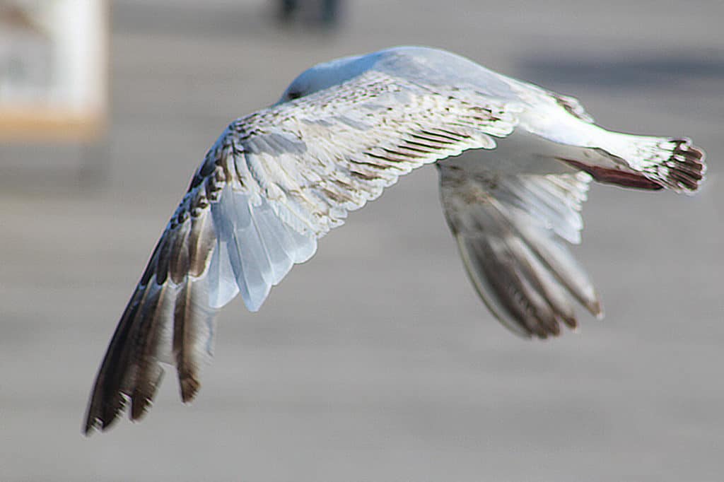 How to Successfully Freeze Action in Photography! Bird in flight, 1/500th of a second shutter speed.