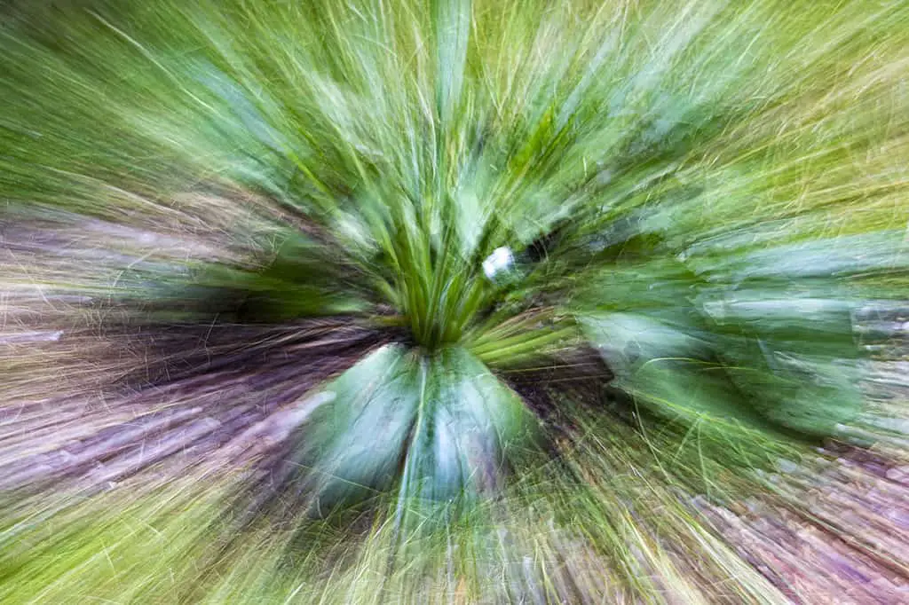 How to Take a Zoom Blur Photo! Green plant striking radial zoom blur.