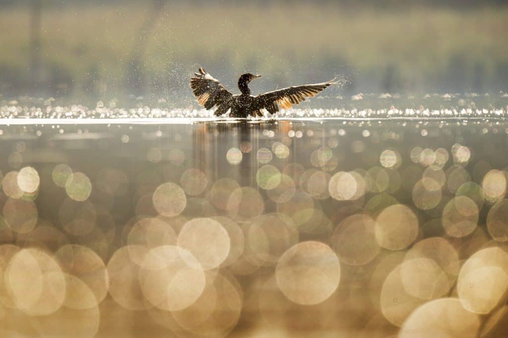 How to Successfully Freeze Action in Photography! Shallow depth of field wildlife frozen action.