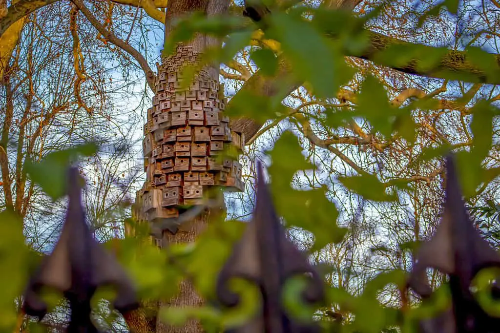 How to Blur Foreground With a DSLR! Green foliage framing bird boxes in the mid ground.