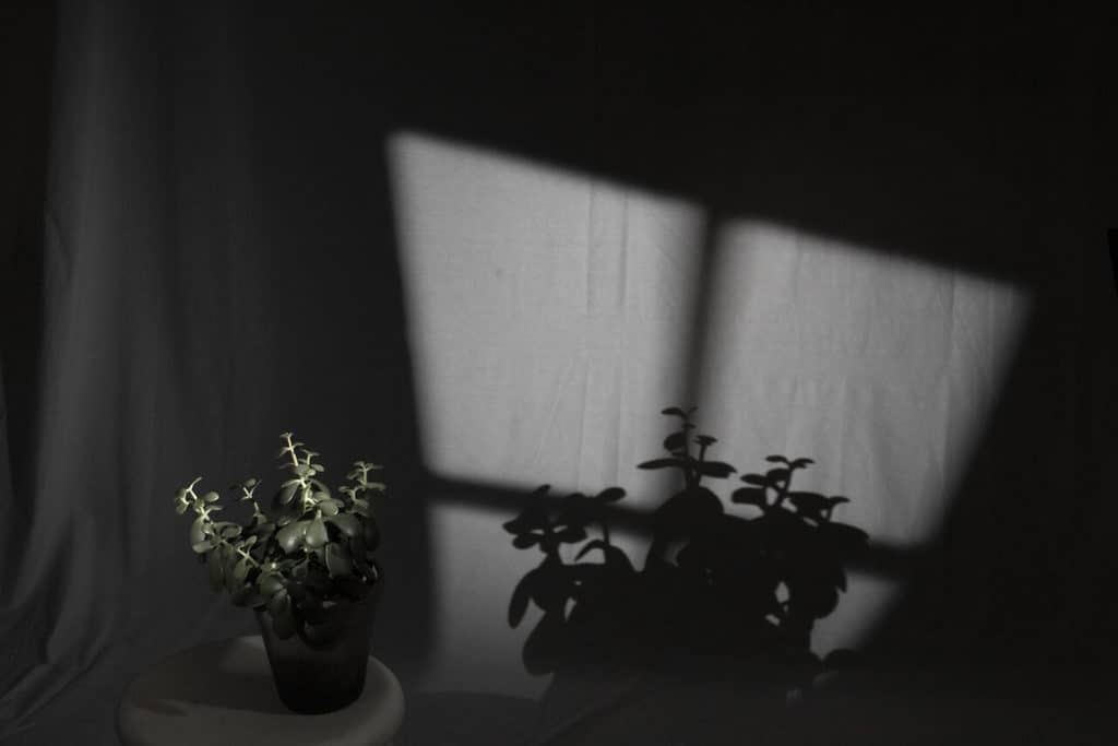 What Is A Gobo In Photography? Window shaped Gobo and plant shadows.
