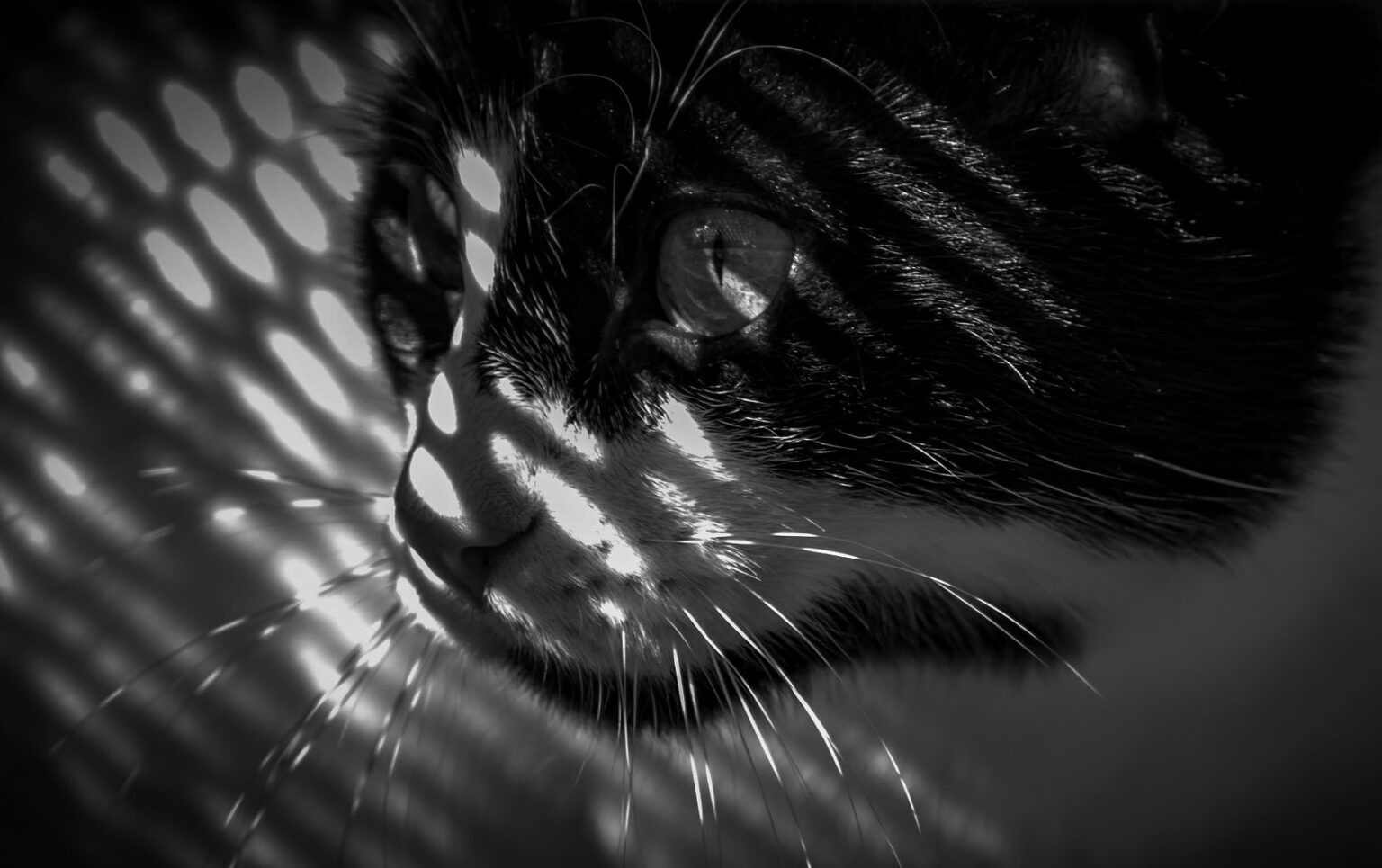 What Is A Gobo In Photography And How To Use It? Photography Skool