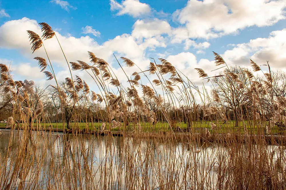 A group of bending reeds on a lake shore with green grass beyond and a blue sky with scattered white clouds above.